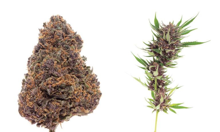 Sweet and Strong: Forbidden Fruit Cannabis- DATOS