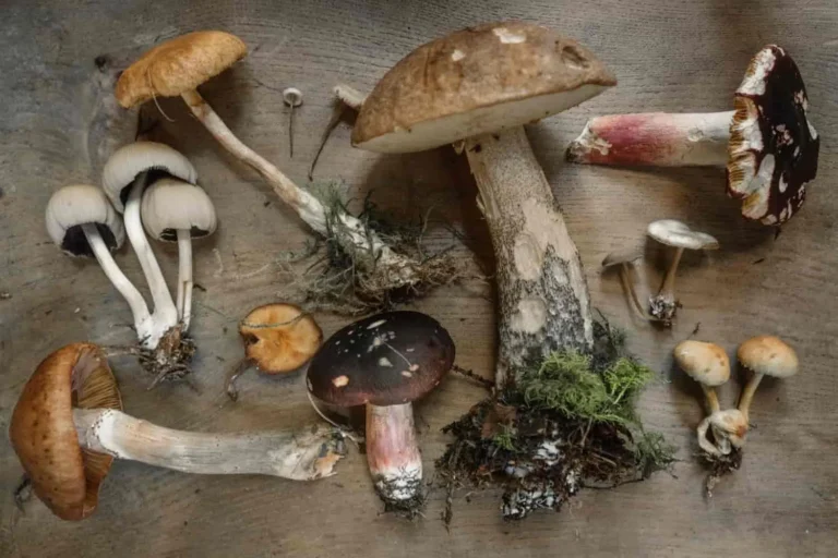 Do Shrooms Go Bad Over Time?