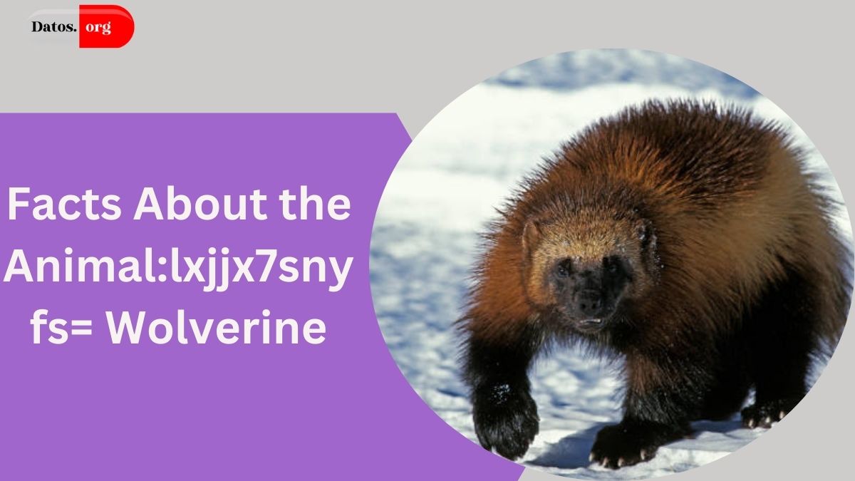 Animal:lxjjx7snyfs= Wolverine