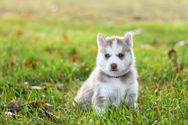 Puppy:iuuiiqqqwao= Dogs