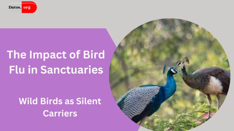 The Impact of Bird Flu in Sanctuaries